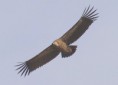 /album/some-overseas-trips/himalayan-griffin-jpg/